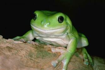 Coders Explore The Collection Frogs Animal Frog