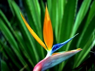 HD Birds Of Paradise Strelitzia Wallpaper Flower