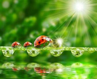 HD Nature Wallpaper Fresh High Definition Quality Desktop