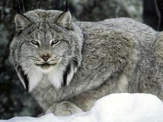 Wallpaper S Collection Canadian Lynx