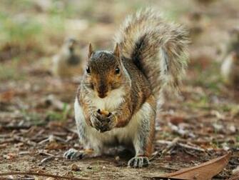 Squirrel Wallpaper