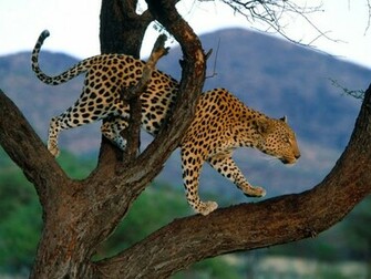 Background Wallpaper Desktop Amazing Wildlife