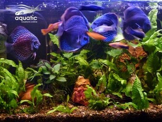 Discus Fish Photos Wallpaper The Fun Bank