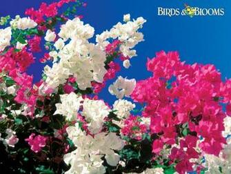 Birding Birds Blooms