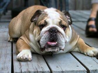 English Bulldogs