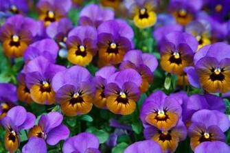 Purple Pansies Wallpaper
