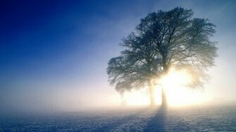 Winter Tree Wallpaper Original Nature