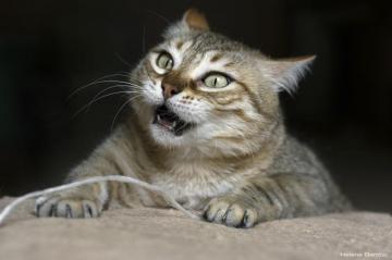 Image Animal Cat Paws Funny Staring