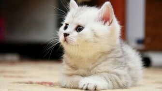 Cat Wallpaper HD Res