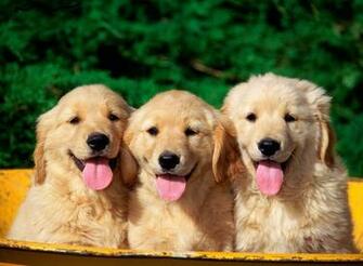Cute Lab Puppies Wallpaper Dogs