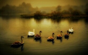 Ducks Wallpaper Photo And All Pictures