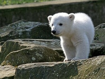 Of Polar Bear HD Widescreen Wallpaper