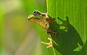 Frog Wallpaper Funny Walldiskpaper