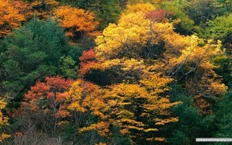 Arts Wallpaper Wallpaperphotography Autumn
