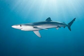 Desktop Live Shark Wallpaper Dowload 3d HD Picture Design