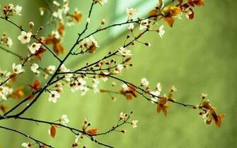 Cool Spring Background