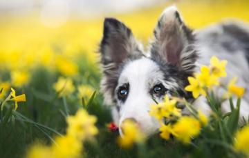 Wallpaper Eyes Look Face Flowers Background Portrait Dog