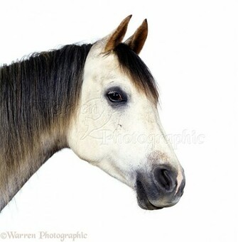 Horse White Background Grey Arab