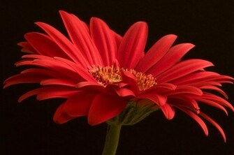 Beautiful Wallpaper Gerbera And Daisy Flower