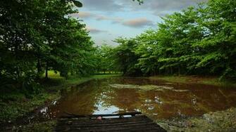 Swamp Computer Wallpaper Desktop Background Id