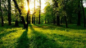 Beautiful Green Jungle Wallpaper Background Pictures And