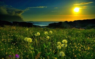 Meadow Spring Wallpaper