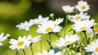 Daisy Wallpaper High Quality
