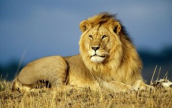 Park Lions Roaring Pics Lion Pictures And Closeup Wallpaper