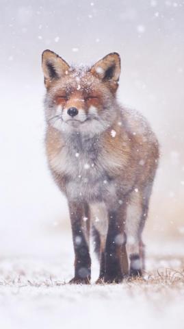 Fox Phone Wallpaper