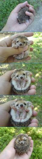 Cute You Ll Find The Best Animal Pictures Puppy