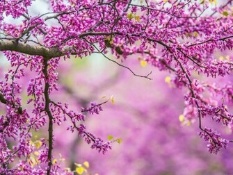 Spring Flowers Desktop Wallpaper