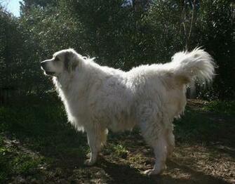 Lovely Aidi Dog Photo And Wallpaper Beautiful