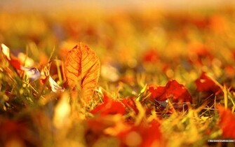 Autumn Tints Beautiful Fall Leaves Widescreen Wallpaper No