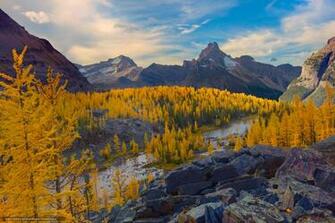 Find Larch Valley Primetime Lake O Hara Region Yoho National Park
