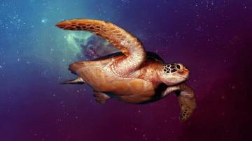 Space Turtle HD Wallpaper