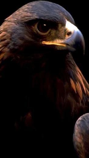 Falcon Animal iPhone Wallpaper S 3g