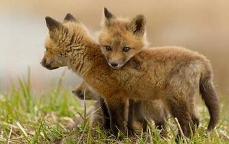 Fox Cubs Desktop And Mobile Wallpaper Wallippo