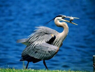 Blue Heron Bird Wallpaper Great Blueheron Desktop