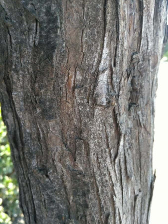 Black Locust X Wallpaper