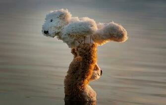 Wallpaper Water Dance The Situation Bears Support Teddy