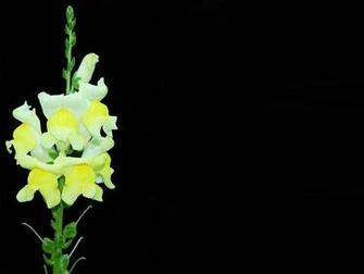 Flowers Black Background Wallpaper