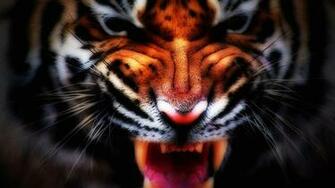 Wallpaper Angry Tiger