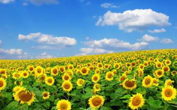 Sunflowers Raising La Head Y Smiling They Deserve Good Mood
