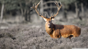 Animal Deer HD Wallpaper