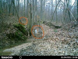 Galleries Related Cool Deer Hunting Background Duck