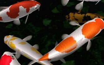 Koi Pond Wallpaper