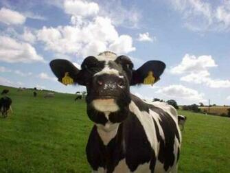 Cow Wallpaper Cows