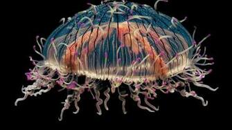 Colorful Jellyfish Wallpaper HD