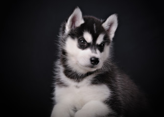 Husky Animal Puppy 4k Ultra HD Wallpaper