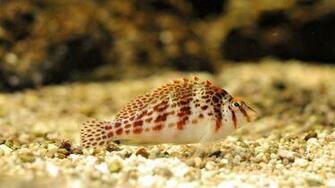 Beautiful Fish Wallpaper HD Topwallpaper